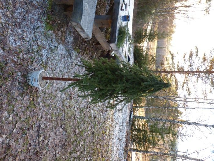 简易环保风圣诞树与挂饰DIY教程-第20张图片-趣作屋 简易环保风圣诞树与挂饰DIY教程-第20张图片-趣作屋