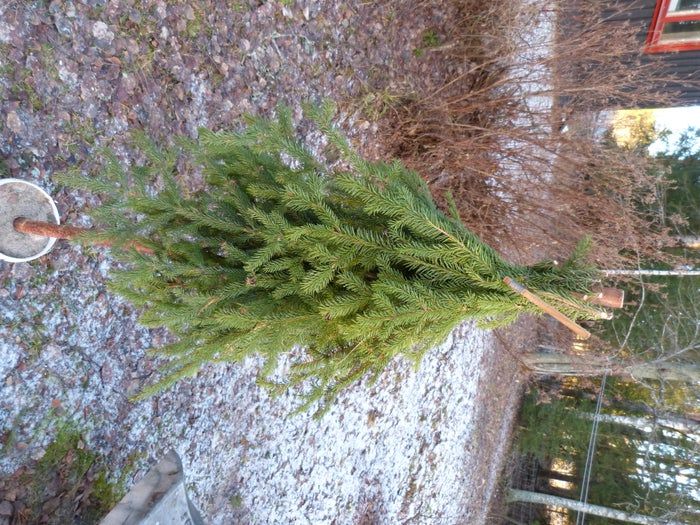 简易环保风圣诞树与挂饰DIY教程-第16张图片-趣作屋 简易环保风圣诞树与挂饰DIY教程-第16张图片-趣作屋