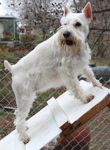 DIY激光雕刻木质圣诞狗狗装饰教程-第3张图片-趣作屋