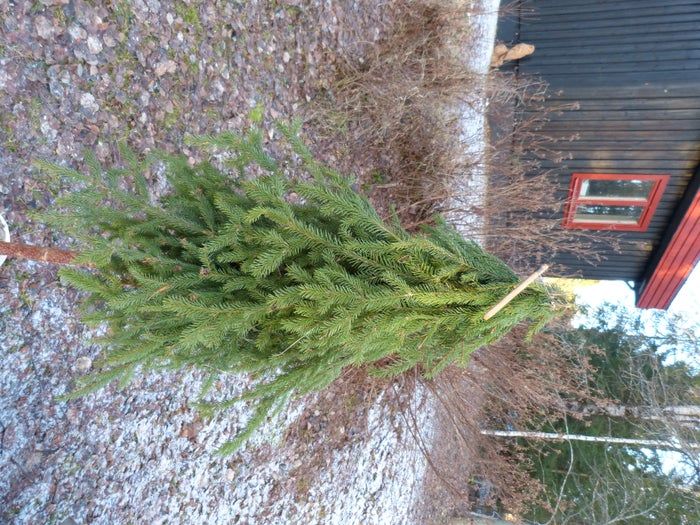 简易环保风圣诞树与挂饰DIY教程-第19张图片-趣作屋 简易环保风圣诞树与挂饰DIY教程-第19张图片-趣作屋