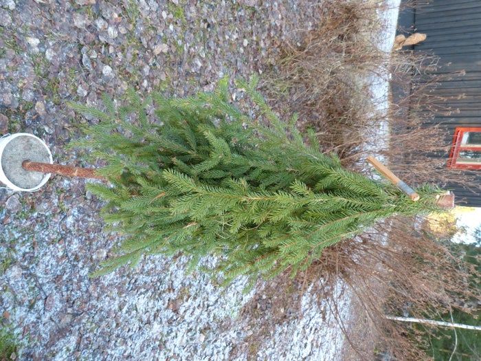 简易环保风圣诞树与挂饰DIY教程-第15张图片-趣作屋 简易环保风圣诞树与挂饰DIY教程-第15张图片-趣作屋