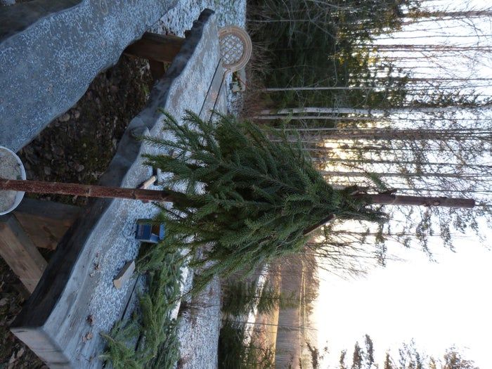 简易环保风圣诞树与挂饰DIY教程-第14张图片-趣作屋 简易环保风圣诞树与挂饰DIY教程-第14张图片-趣作屋