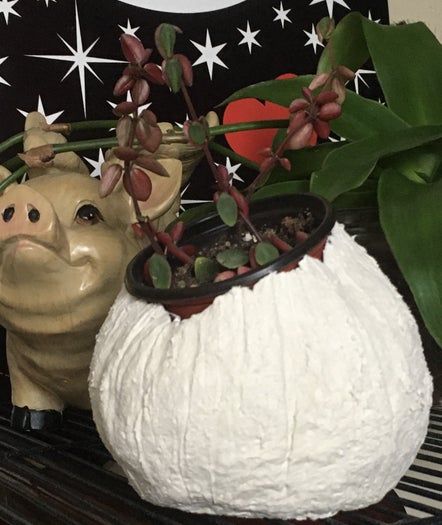 自制纸浆雕塑黏土配方对比与藤壶制作教程-第24张图片-趣作屋