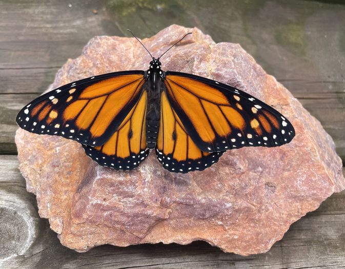 帝王蝶启发：自制人造玛瑙项链教程-第2张图片-趣作屋