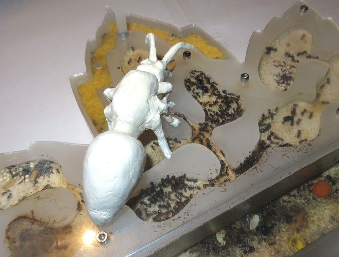 DIY巨型黏土蚂蚁模型制作教程-第10张图片-趣作屋 DIY巨型黏土蚂蚁模型制作教程-第10张图片-趣作屋