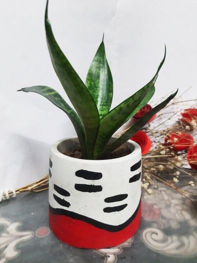 低成本混凝土花盆DIY教程:艺术与园艺的完美结合-第2张图片-趣作屋 低成本混凝土花盆DIY教程:艺术与园艺的完美结合-第2张图片-趣作屋