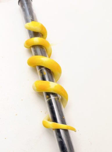 DIY黏土蛇形发饰教程-6步打造独特爬宠造型-第15张图片-趣作屋