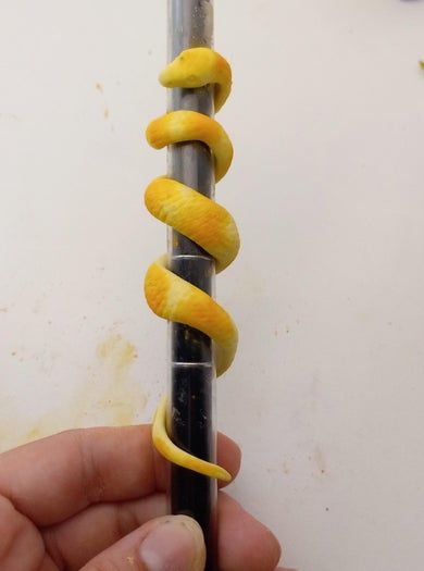 DIY黏土蛇形发饰教程-6步打造独特爬宠造型-第20张图片-趣作屋