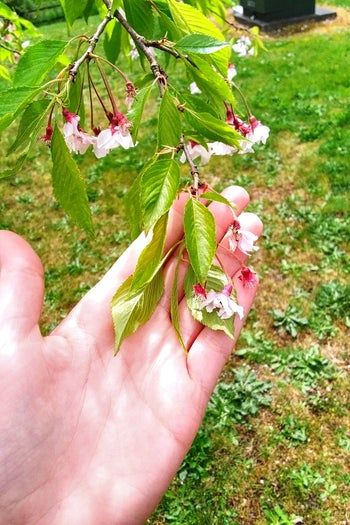 春日手工DIY：剩余陶土制作个性叶脉钥匙扣教程-第4张图片-趣作屋