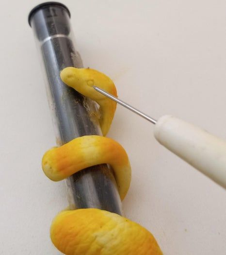 DIY黏土蛇形发饰教程-6步打造独特爬宠造型-第19张图片-趣作屋