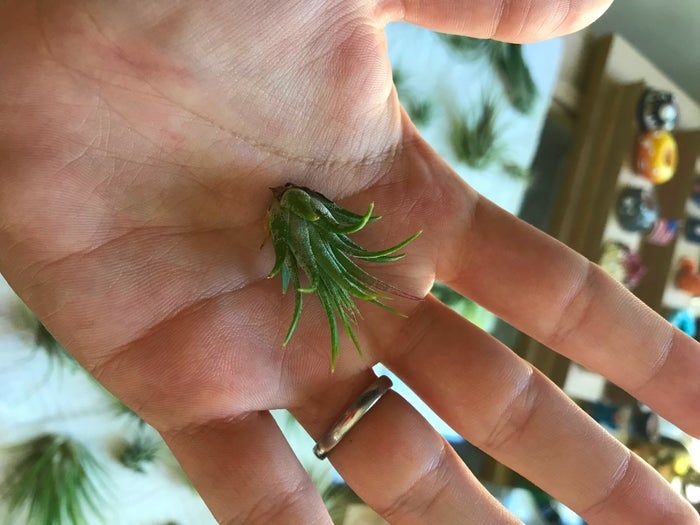 聚合物粘土手作蜂巢花器教程：空气凤梨支架DIY全攻略-第4张图片-趣作屋