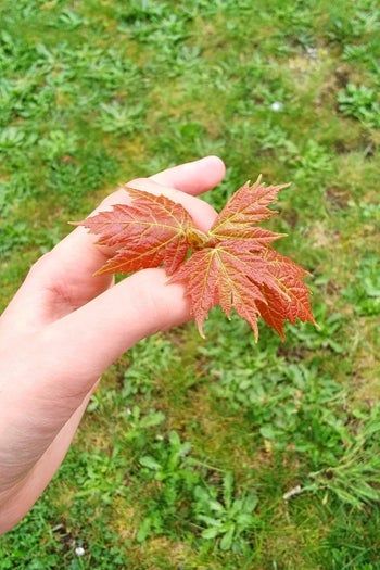 春日手工DIY：剩余陶土制作个性叶脉钥匙扣教程-第3张图片-趣作屋