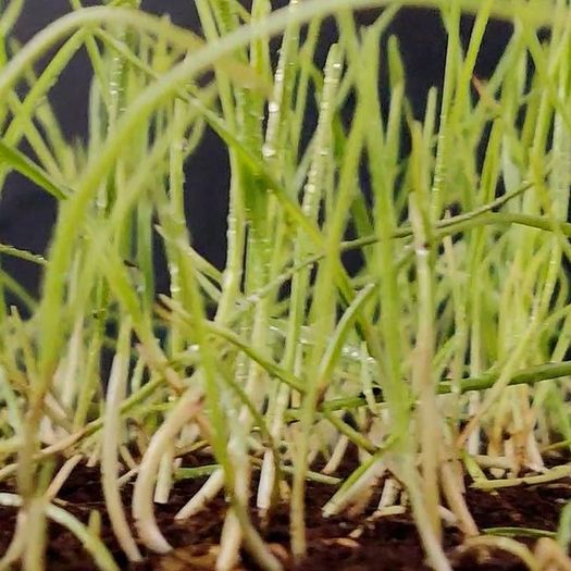 用小麦草根制作环保纺织材料的DIY教程-第17张图片-趣作屋