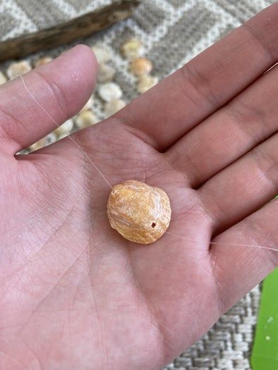 海边贝壳手工挂饰制作教程,轻松打造独特墙面装饰-第12张图片-趣作屋 海边贝壳手工挂饰制作教程,轻松打造独特墙面装饰-第12张图片-趣作屋