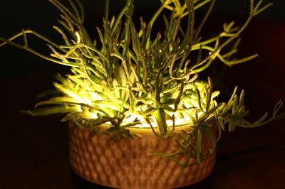 DIY灯光花盆教程：给绿植加个LED小夜灯-第3张图片-趣作屋
