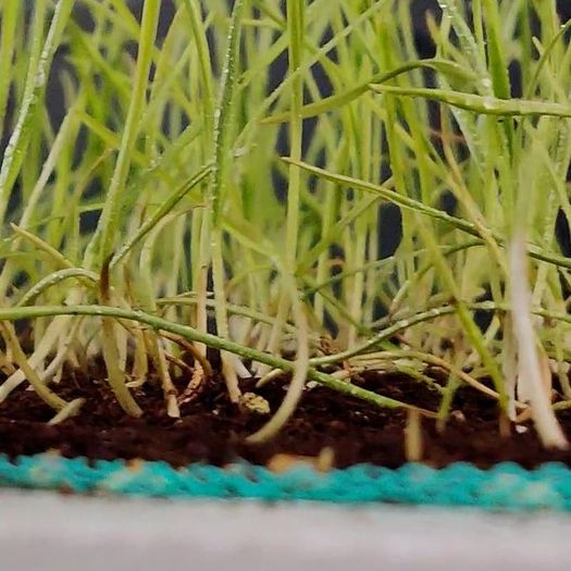用小麦草根制作环保纺织材料的DIY教程-第18张图片-趣作屋