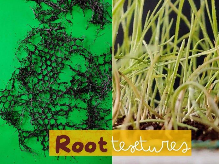 用小麦草根制作环保纺织材料的DIY教程-第1张图片-趣作屋