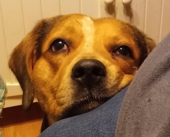 零基础刺绣教程:如何用彩色线制作比格犬肖像-第3张图片-趣作屋 零基础刺绣教程:如何用彩色线制作比格犬肖像-第3张图片-趣作屋