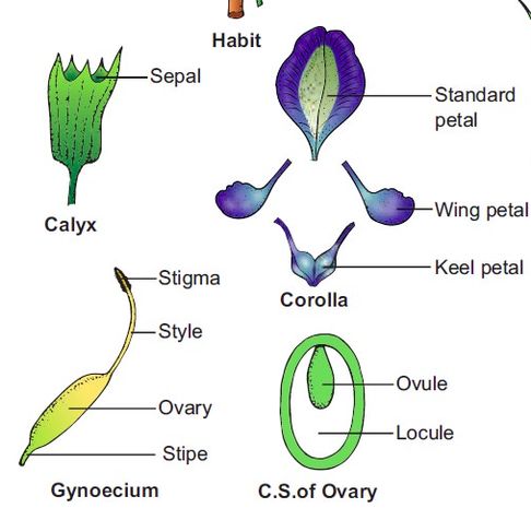 超详细手工纸花制作教程，零基础也能轻松上手！-第67张图片-趣作屋