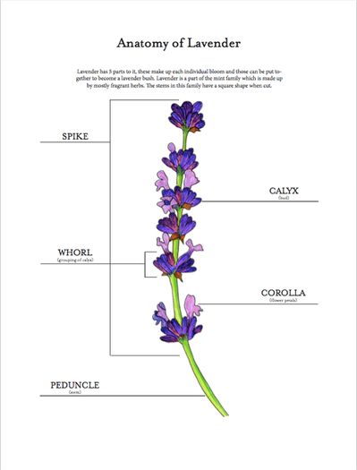 超详细手工纸花制作教程，零基础也能轻松上手！-第27张图片-趣作屋