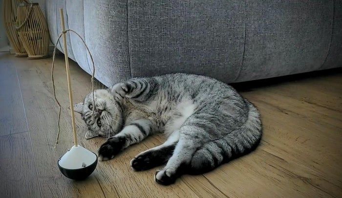 手工制作会动的猫咪玩具教程-第10张图片-趣作屋