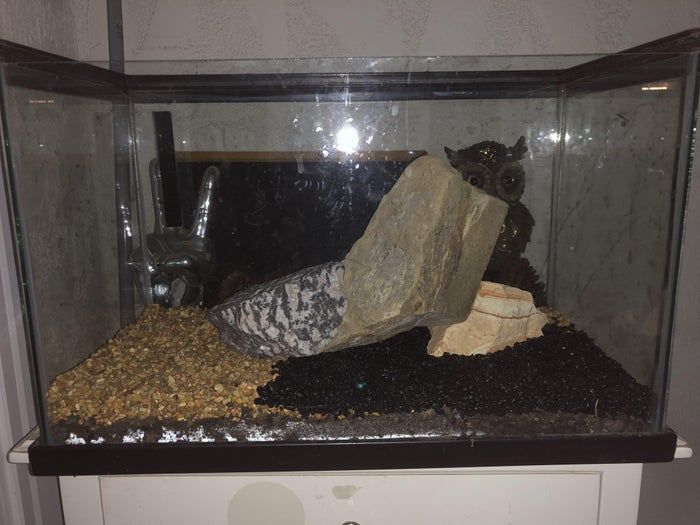 打造低成本自循环水族生态缸，38升鱼缸也能养虾种植物-第3张图片-趣作屋