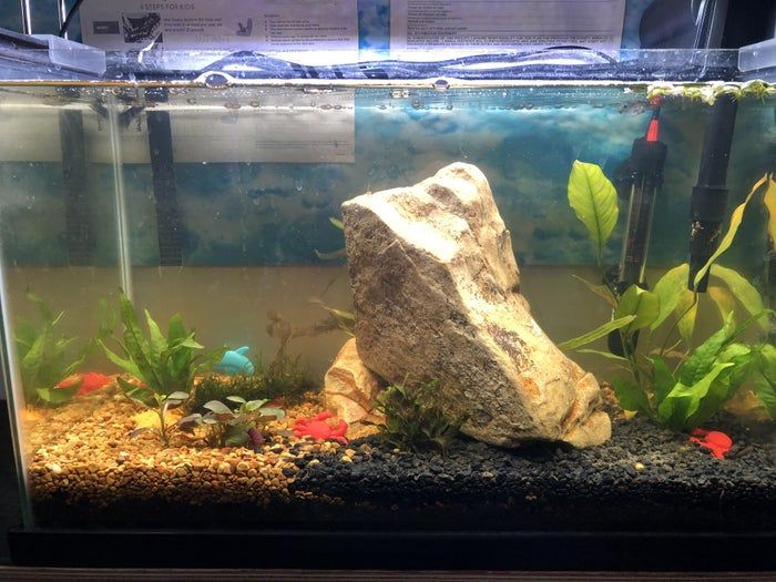 打造低成本自循环水族生态缸，38升鱼缸也能养虾种植物-第9张图片-趣作屋