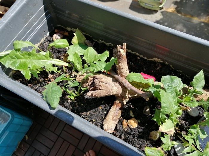 低成本自制蜗牛小屋教程，教孩子动手打造宠物蜗牛的家-第19张图片-趣作屋