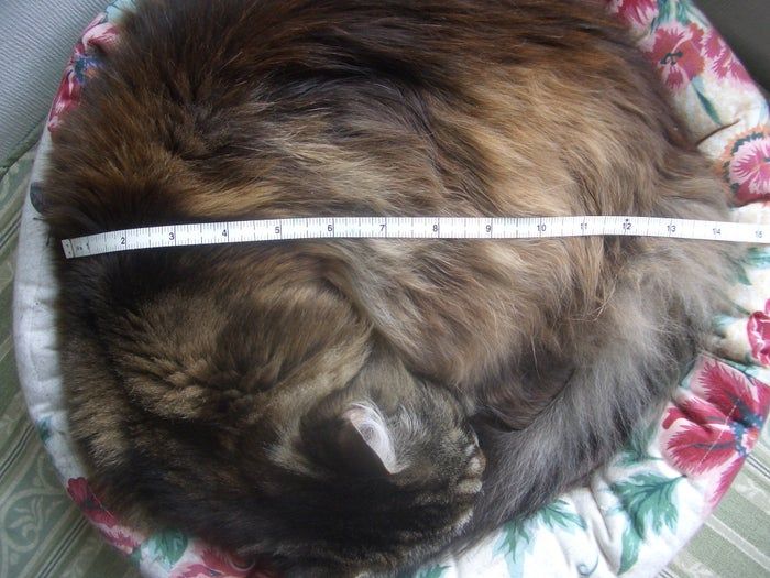 手工制作圆形猫窝教程,可机洗的舒适猫咪窝DIY-第4张图片-趣作屋 手工制作圆形猫窝教程,可机洗的舒适猫咪窝DIY-第4张图片-趣作屋