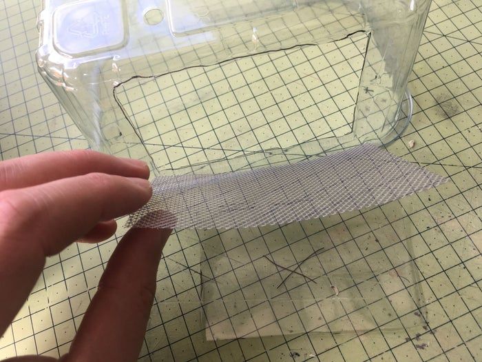 低成本养孩子的第一个宠物：毛毛虫变蝴蝶全记录-第13张图片-趣作屋