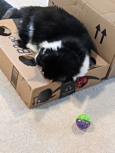 零成本自制猫咪益智玩具，轻松打发猫咪时间-第7张图片-趣作屋
