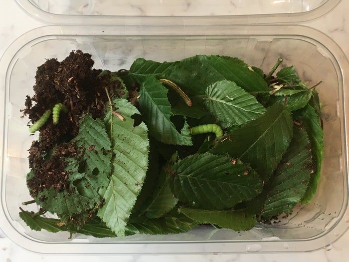 低成本养孩子的第一个宠物：毛毛虫变蝴蝶全记录-第22张图片-趣作屋