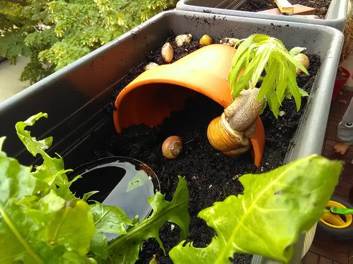 低成本自制蜗牛小屋教程，教孩子动手打造宠物蜗牛的家-第2张图片-趣作屋