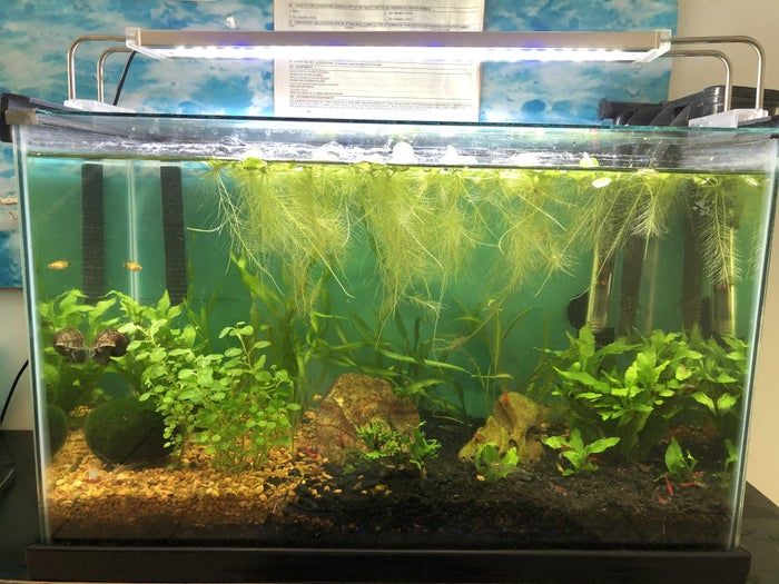 打造低成本自循环水族生态缸，38升鱼缸也能养虾种植物-第6张图片-趣作屋
