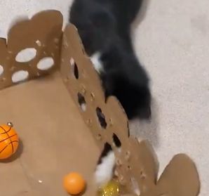 零成本自制猫咪益智玩具，轻松打发猫咪时间-第15张图片-趣作屋