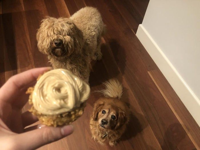 狗狗生日蛋糕手工制作教程，健康又美味的宠物小点心-第1张图片-趣作屋