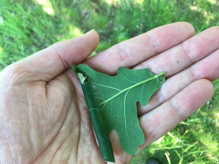 低成本养孩子的第一个宠物：毛毛虫变蝴蝶全记录-第7张图片-趣作屋