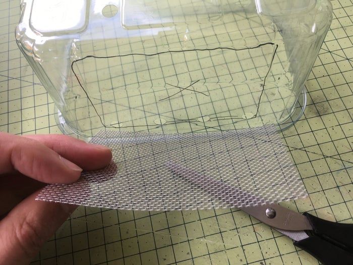 低成本养孩子的第一个宠物：毛毛虫变蝴蝶全记录-第12张图片-趣作屋
