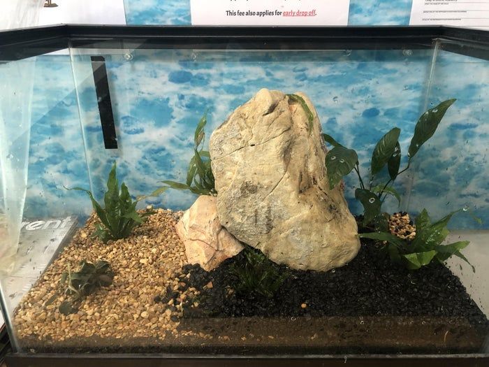 打造低成本自循环水族生态缸，38升鱼缸也能养虾种植物-第4张图片-趣作屋