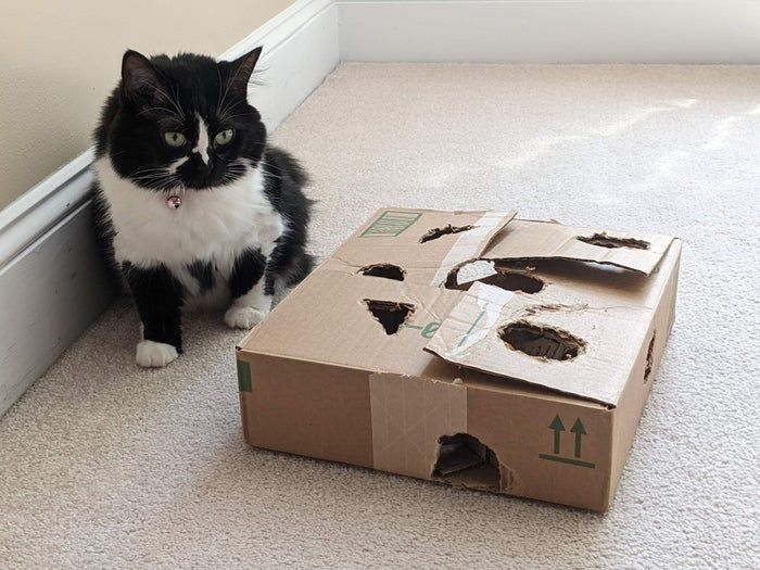 零成本自制猫咪益智玩具，轻松打发猫咪时间-第3张图片-趣作屋