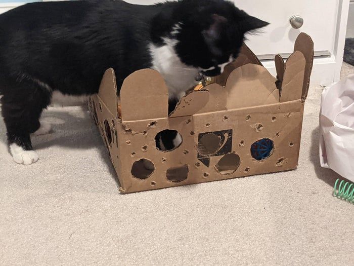 零成本自制猫咪益智玩具，轻松打发猫咪时间-第1张图片-趣作屋