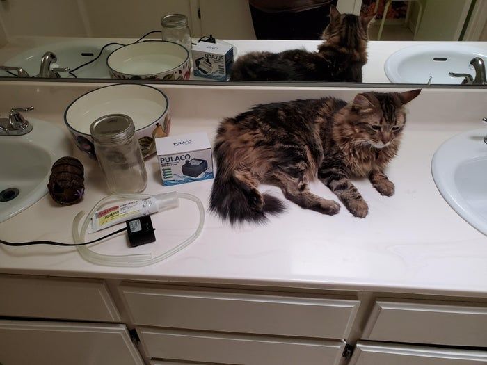 猫咪爱喝流动水？教你自制宠物饮水机-第1张图片-趣作屋