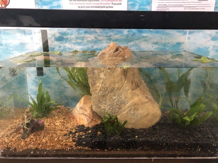 打造低成本自循环水族生态缸，38升鱼缸也能养虾种植物-第5张图片-趣作屋