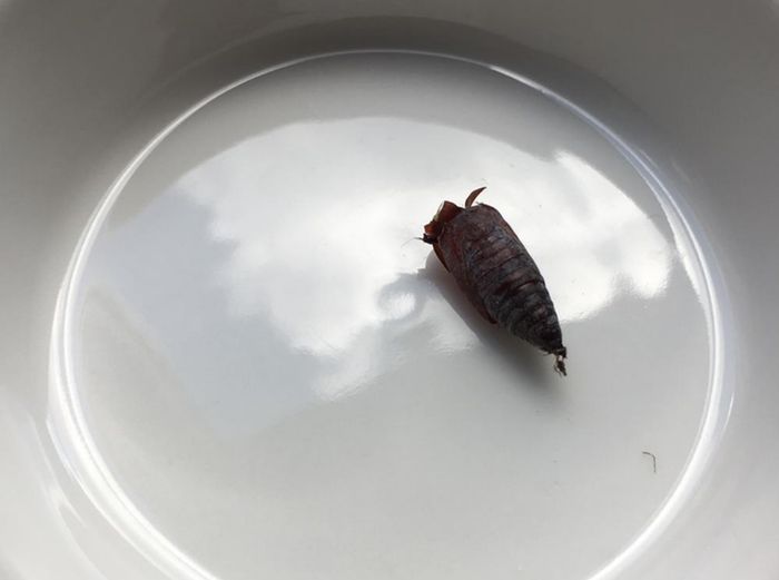 低成本养孩子的第一个宠物：毛毛虫变蝴蝶全记录-第32张图片-趣作屋
