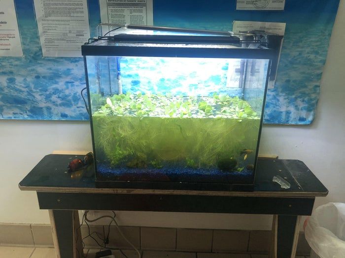 打造低成本自循环水族生态缸，38升鱼缸也能养虾种植物-第7张图片-趣作屋