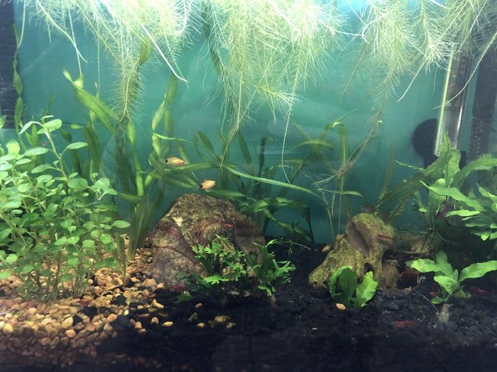 打造低成本自循环水族生态缸，38升鱼缸也能养虾种植物-第10张图片-趣作屋