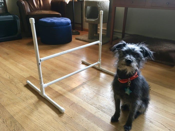 低成本DIY宠物障碍跳杆教程，适合小型犬和猫咪-第2张图片-趣作屋