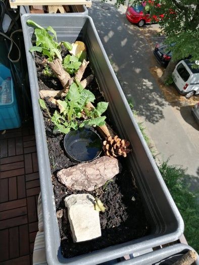 低成本自制蜗牛小屋教程，教孩子动手打造宠物蜗牛的家-第18张图片-趣作屋