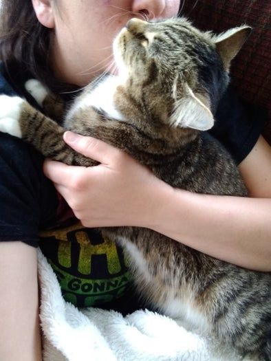 如何哄猫咪抱抱并一起入睡的14个贴心技巧-第17张图片-趣作屋