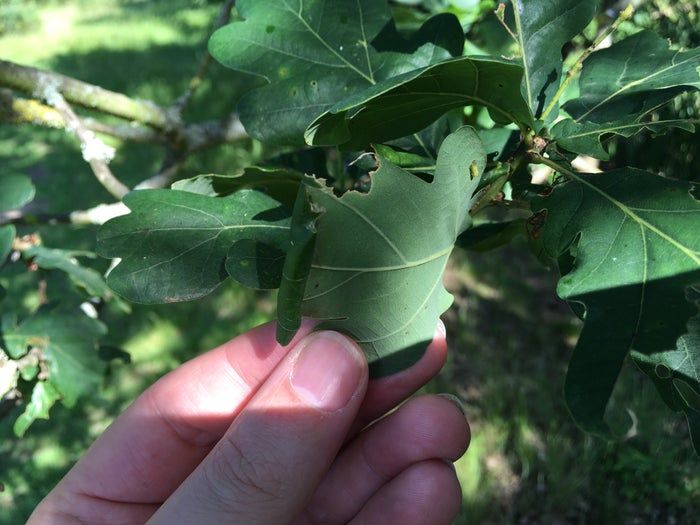 低成本养孩子的第一个宠物：毛毛虫变蝴蝶全记录-第6张图片-趣作屋